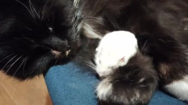 Küçük beyaz hamster siyah kediyle arkadaş. Küçük bir hamster kedi saçında saklanıyor. Arkadaşlar kedi ve hamster. Evcil hayvanların dostluğu. Evcil hayvan hayatı. Kedi kürkünde hamster saklanıyor. Eğlenceli hayvanlar.