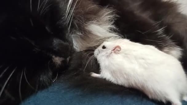 Malý Bílý Křeček Přátelí Černou Kočkou Malý Křeček Skrývající Hustých — Stock video
