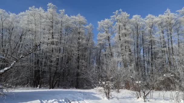 Drzewa Pokryte Mrozem Mroźna Pogoda Wspaniała Zima Lesie Najlepsze Gałęzie — Wideo stockowe