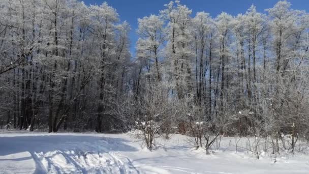 Árboles Cubiertos Escarcha Clima Helado Maravilloso Invierno Bosque Top Ramas — Vídeos de Stock