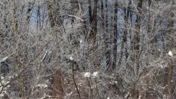 나무들은 서리로 겨울은 좋았습니다 나뭇가지가 아름다운 나무들이 공원에는 나무들이 눈덮인 — 비디오