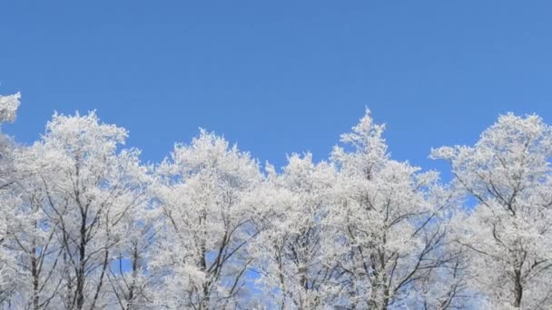 Árboles Cubiertos Escarcha Clima Helado Maravilloso Invierno Bosque Top Ramas — Vídeos de Stock