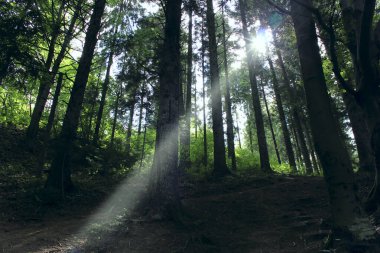 Parlak ışık huzmesi ormandaki sık ağaçların arasından yol almaya zorlar. Güneş ışınları ormandaki yoğun yaprakları delip geçiyor. Ormandaki ağaçlar arasında ışık. Karanlıkta bir ışık huzmesi. Vahşi odun.