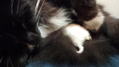 Küçük beyaz hamster siyah kediyle arkadaş. Küçük bir hamster kedi saçında saklanıyor. Arkadaşlar kedi ve hamster. Evcil hayvanların dostluğu. Evcil hayvan hayatı. Kedi kürkünde hamster saklanıyor. Eğlenceli hayvanlar.