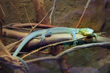 Hayvanat bahçesindeki tahta dalda yatan yeşil kertenkele. Yeşil kertenkele teraryumda uyur. Uyuyan bir kertenkelenin yakın plan yüzü. Hayvanat bahçesindeki sürüngen