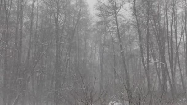 Queda Neve Abundante Cobrindo Árvores Com Neve Tempo Nevado Jardim — Vídeo de Stock