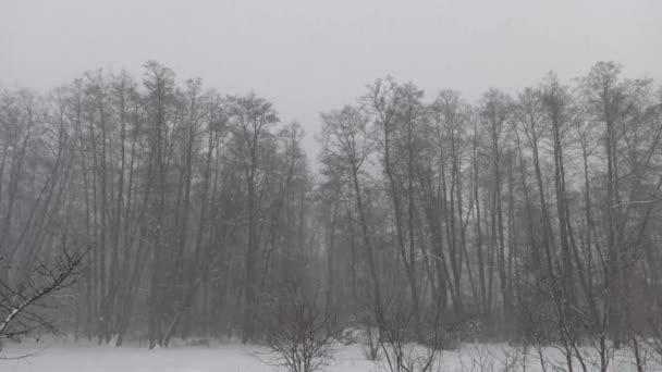 Reichlich Schneefall Bedeckt Bäume Mit Schnee Schneeglätte — Stockvideo