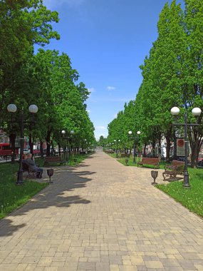 Chernihiv - Ukrayna. 19 Temmuz 2018: Yol kenarları ve yeşil ağaçları olan Summer City Parkı. Şehir parkında yeşil yapraklı ağaçlar. Yeşil ağaçlar arasında patika olan yaz parkı. Şehir sakinleri için dinlenme yeri