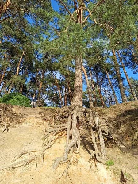 Pine tree with huge roots in the forest. Pine root growing above the ground. Tree of pine with big roots