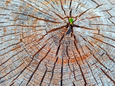 Kesilmiş ağaçtan küçük bir yaprak. Testere ağacı yerine yaprak yetişiyor. Ekolojik kavram. Ormanların yok edilmesi. Genç bitkiler yetiştiriyor. Gezegeni kurtar. Tahta testeredeki çatlaklar. Çatlak ahşap yüzey. Hayatta kalan.