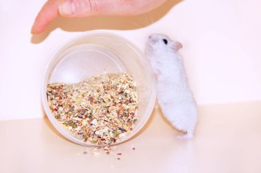 little hamster is favorite of the hostess. Love to the animals. Feeding your hamster. Little rodent lives at home. small hamster standing on its hind legs. Care about pet. Friendship of pet and man.