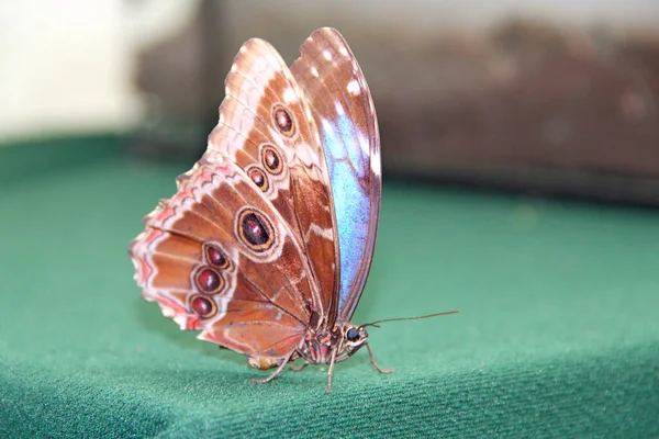 Motyl Siedzi Zielonym Materiale Bliska Makro Dużego Motyla — Zdjęcie stockowe