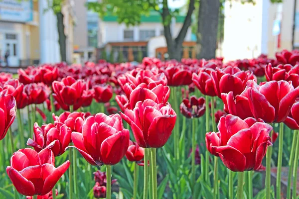 Красные Тюльпаны Клумбе Саду Красные Тюльпаны Посажены Городском Парке Весенний — стоковое фото