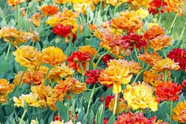 Piękne Tulipany Frotte Kwitnące Mieście Piękne Wiosenne Kwiaty Kolorowe Tulipany — Zdjęcie stockowe