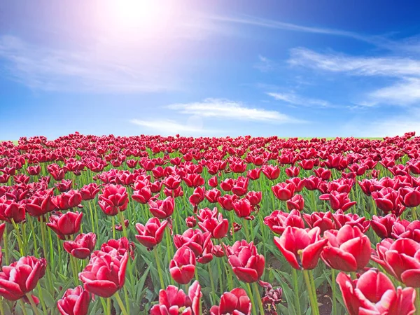 Rote Tulpen Auf Dem Beet Vor Blauem Himmel Rote Tulpen — Stockfoto