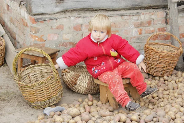 女孩在篮子里捡土豆 马铃薯是收获的 帮助收集土豆的孩子 分拣土豆小孩儿在做土豆的时候 — 图库照片