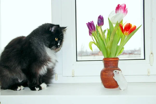 Little white hamster is friend with black cat. Small hamster makes friendship with cat. Love of pets. Friends hamster and cat playing on white window sill with tulips in vase. Amusing animals