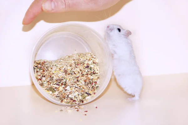 Little Hamster Favorite Hostess Love Animals Feeding Your Hamster Little — Fotografia de Stock