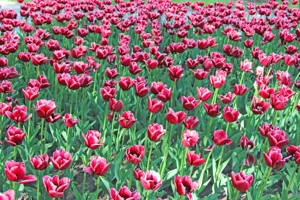Czerwone Tulipany Kwietniku Ogrodzie Czerwone Tulipany Sadzone Ogrodzie Ogród Wiosenny — Zdjęcie stockowe