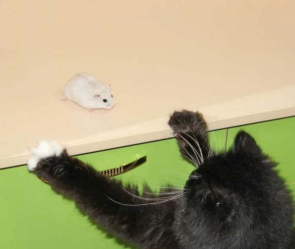 Pequeno Hamster Branco Amigo Gato Preto Pequeno Hamster Faz Amizade — Fotografia de Stock