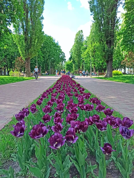 Chernihiv Ucrania Mayo 2020 Tulipanes Lila Sobre Macizo Flores Jardín —  Fotos de Stock