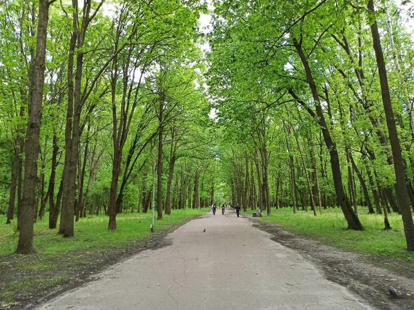 Міський Парк Великими Деревами Люди Відпочивають Парку Великими Деревами Літні — стокове фото