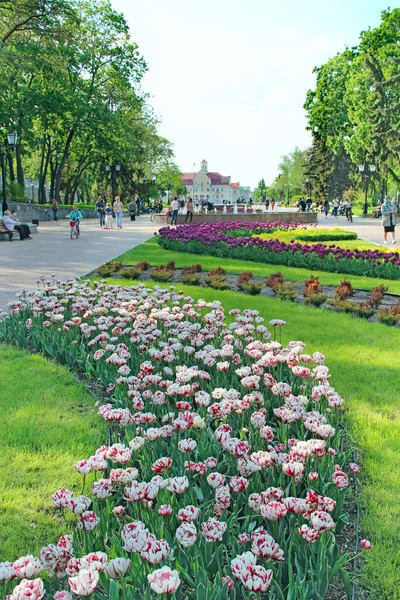 Tschernihiw Ukraine Mai 2020 Frühlingspark Mit Blühendem Blumenbeet Menschen Gehen — Stockfoto
