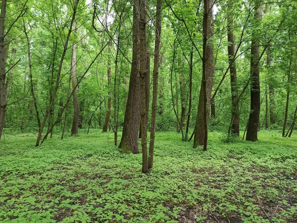 Spring forest with green grass and trees. Forest landscape. Freshness of wood. Forest greenery