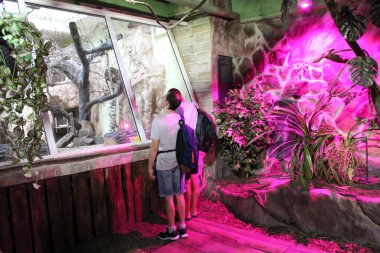 Lodz - Polonya. 18 Haziran 2019: Teraryumdaki turistler camın arkasındaki hayvana bakıyorlar. Hayvanat bahçesi ziyaretçileri hayvanlara bakar. Polonya 'daki Lodz Hayvanat Bahçesi' nde insanlar hayvanlara bakıyor.