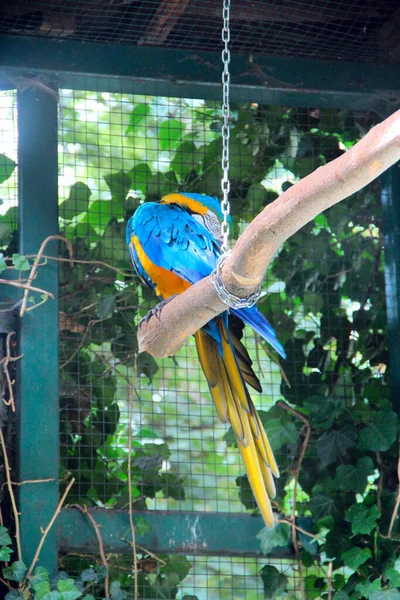 Blue Ara Papegaai Zit Tak Dierentuin Kleurrijke Macaw Papegaai Zittend — Stockfoto