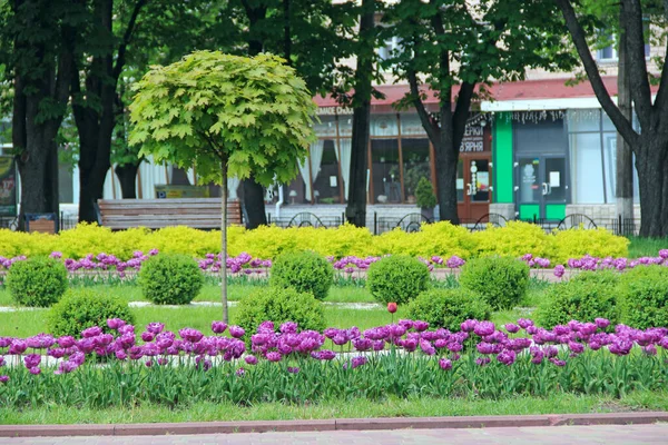 Chernihiv Ukraine May 2020 Lilac Tulips Flower Bed City Park — Photo