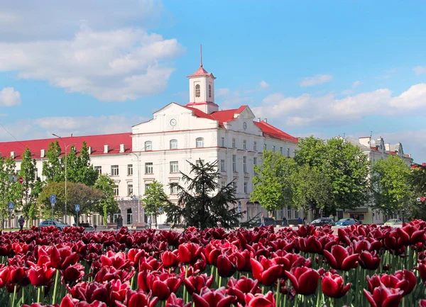 Chernihiv Ukraine Mai 2020 Fliedertulpen Auf Dem Beet Stadtpark Frühlingsgarten — Stockfoto