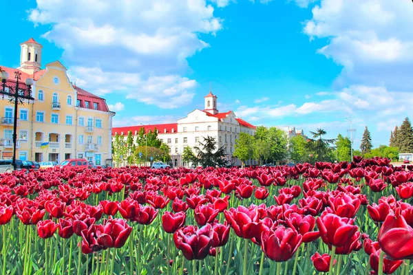 Chernihiv Ukraine May 2020 Lilac Tulips Flower Bed City Park — 스톡 사진