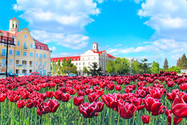 Chernihiv / Ukraine. 17 May 2020:Lilac tulips on flower bed in city park. Springtime garden. Lilac tulips planted in patterned row in garden. Colorful tulips in flower bed. Beautiful spring flower tulips. City landscaping