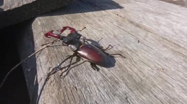 Geyik böceği tahta yüzeye tırmanıyor. Avrupa geyik böceği Lucanus cervus. Büyük boynuzları olan büyük bir böcek. Tahtada sürünen geyik böceği.