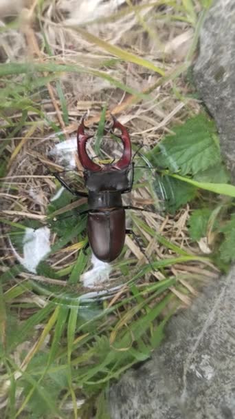 Stag Beetle Climbing Glass Jar European Stag Beetle Lucanus Cervus — Stock Video