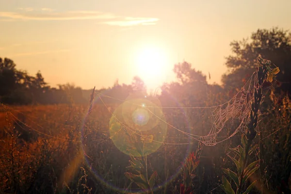 Plante Est Enveloppée Dans Une Toile Humide Aube Rosée Sur — Photo