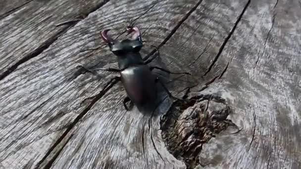 Jelení Brouk Šplhá Dřevěném Povrchu Velký Hmyz Velkými Rohy Evropský — Stock video