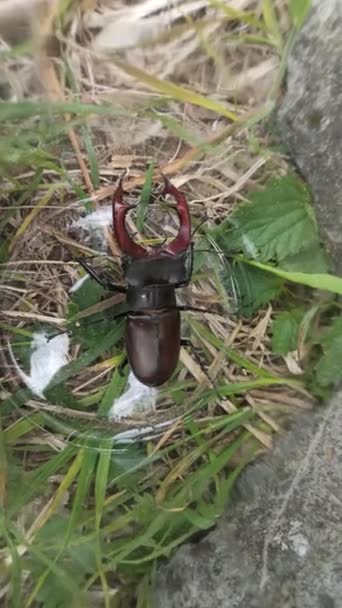 Stag Beetle Climbing Glass Jar European Stag Beetle Lucanus Cervus — Stock Video