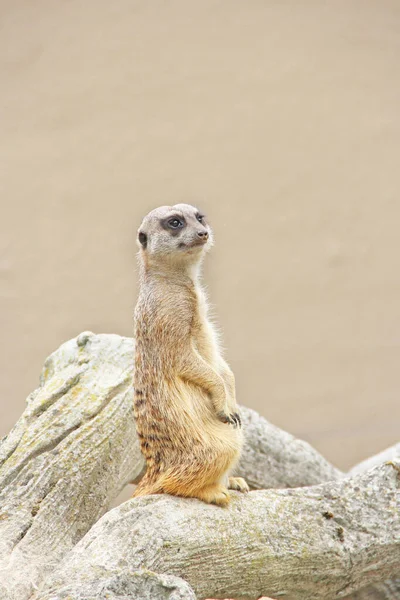 Meerkat Stojí Obezřetný Hlodavec Stojí Zadních Nohou Meerkat Stojí Zadních — Stock fotografie