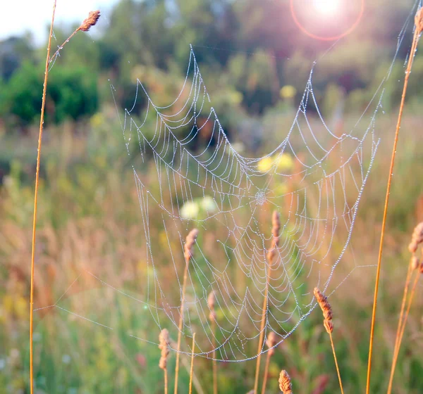 Primer Plano Telaraña Con Gotas Rocío Amanecer Hierba Húmeda Antes — Foto de Stock