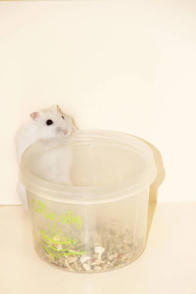 Weißer Hamster Steht Über Futterbehältern Hamsterkost Haustier Hat Hunger Kleiner — Stockfoto