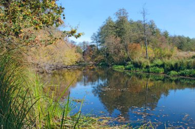 Orman ve ağaç güzel göl Sonbaharın sarı yaprakları ile. Lake Forest, sonbahar yatay. Doğa için panoramik manzaralı renkli sonbahar ağaçlar için