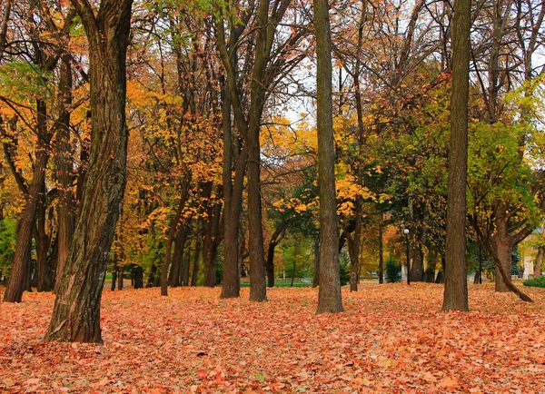 Autumn Park Beautiful Trees Covered Yellow Red Foliage Seasonal Specific — Stock Photo, Image