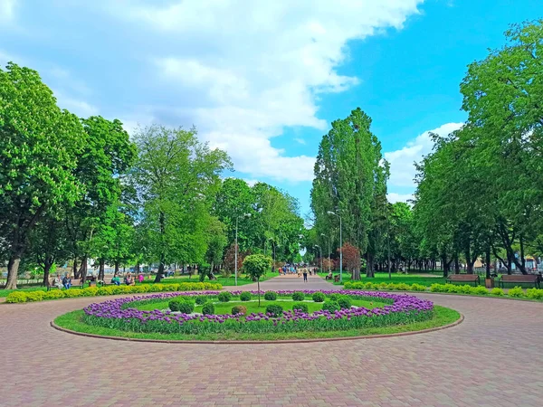 Чернигово Украина Мая 2020 Цветы Клумбе Городском Парке Весной Люди — стоковое фото