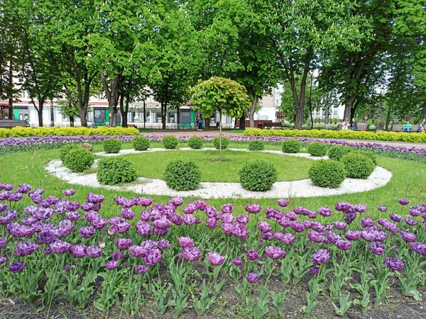 Chernihiv Ukrajina Května 2020 Květiny Květinovém Záhonu Městském Parku Lidé — Stock fotografie
