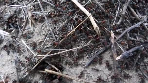 Viharos Élet Egy Nagy Hangyabolyban Erdőben Nagy Hangyaboly Hangyák Kolóniájával — Stock videók