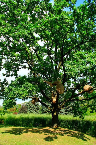 Roble Grande Con Nidos Artificiales Parque Verano Roble Expansión Con —  Fotos de Stock