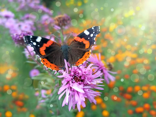 Macro Van Vlinder Vanessa Atalanta Verzamelen Nectar Asters Zonnige Stralen — Stockfoto