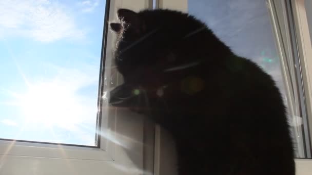 Schwarze Katze wäscht sich an der Zunge — Stockvideo